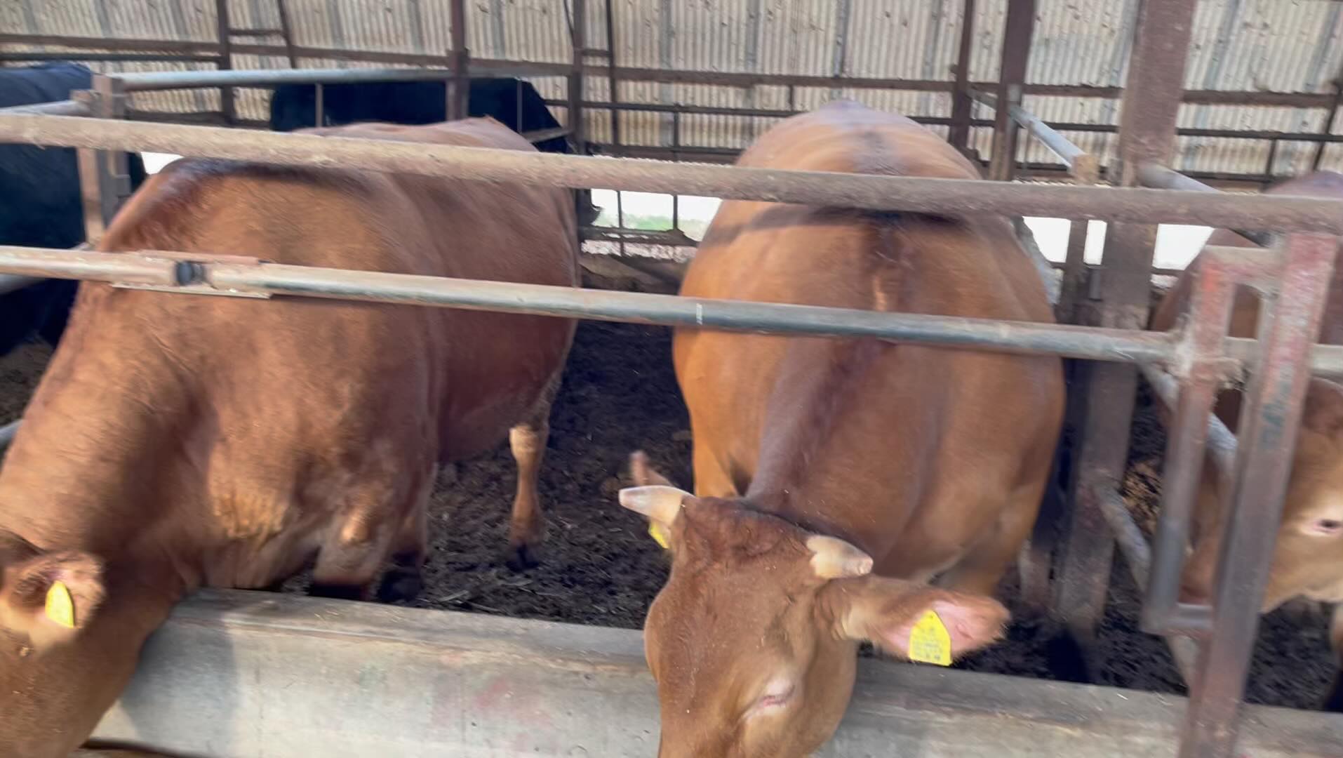 宮崎あか牛元気に育っていますよ♪