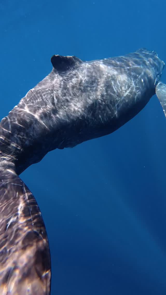 シーマックスダイビングクラブ沖縄公式インスタグラム