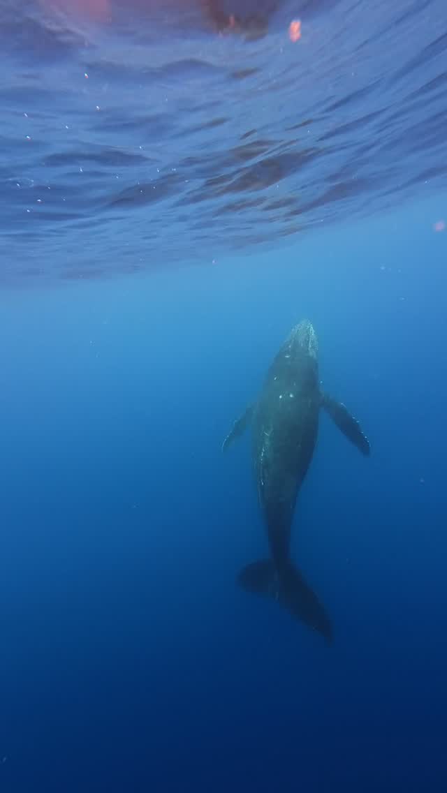 シーマックスダイビングクラブ沖縄公式インスタグラム