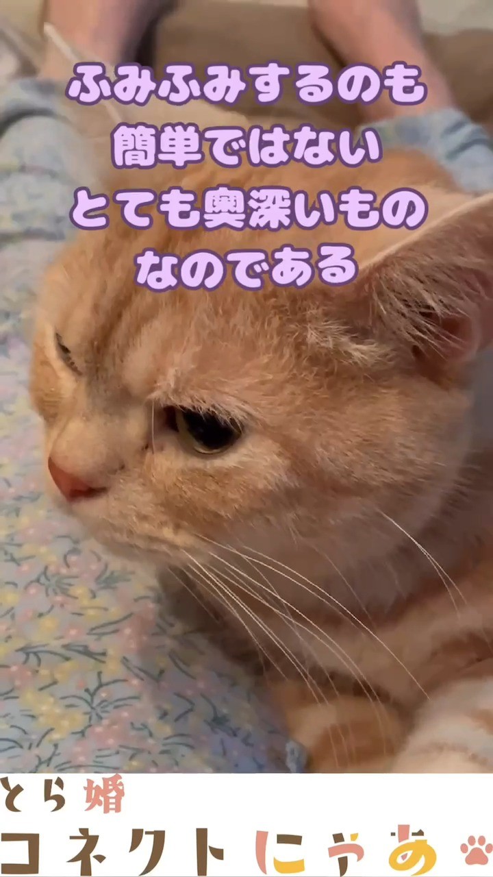 ふみふみの極意...
成長してもやるのは、愛情表現や安心感の表れとも言われています!
.
当アカウントでは、
・猫ちゃんの癒し動画
・猫ちゃんの豆知識
・猫を飼う方の婚活情報
などを発信中です✨
.
他の投稿はこちら🐈
▶▷ @toracon_connect_nya1003 ◁◀
とら婚コネクトにゃあは、猫好きさんのための結婚相談所!
毎日個別相談会を実施中です💕
詳しくはプロフィール欄のURLからHPをご覧ください😊
#猫好きさんと繋がりたい #猫のいる生活 #にゃんすたぐらむ