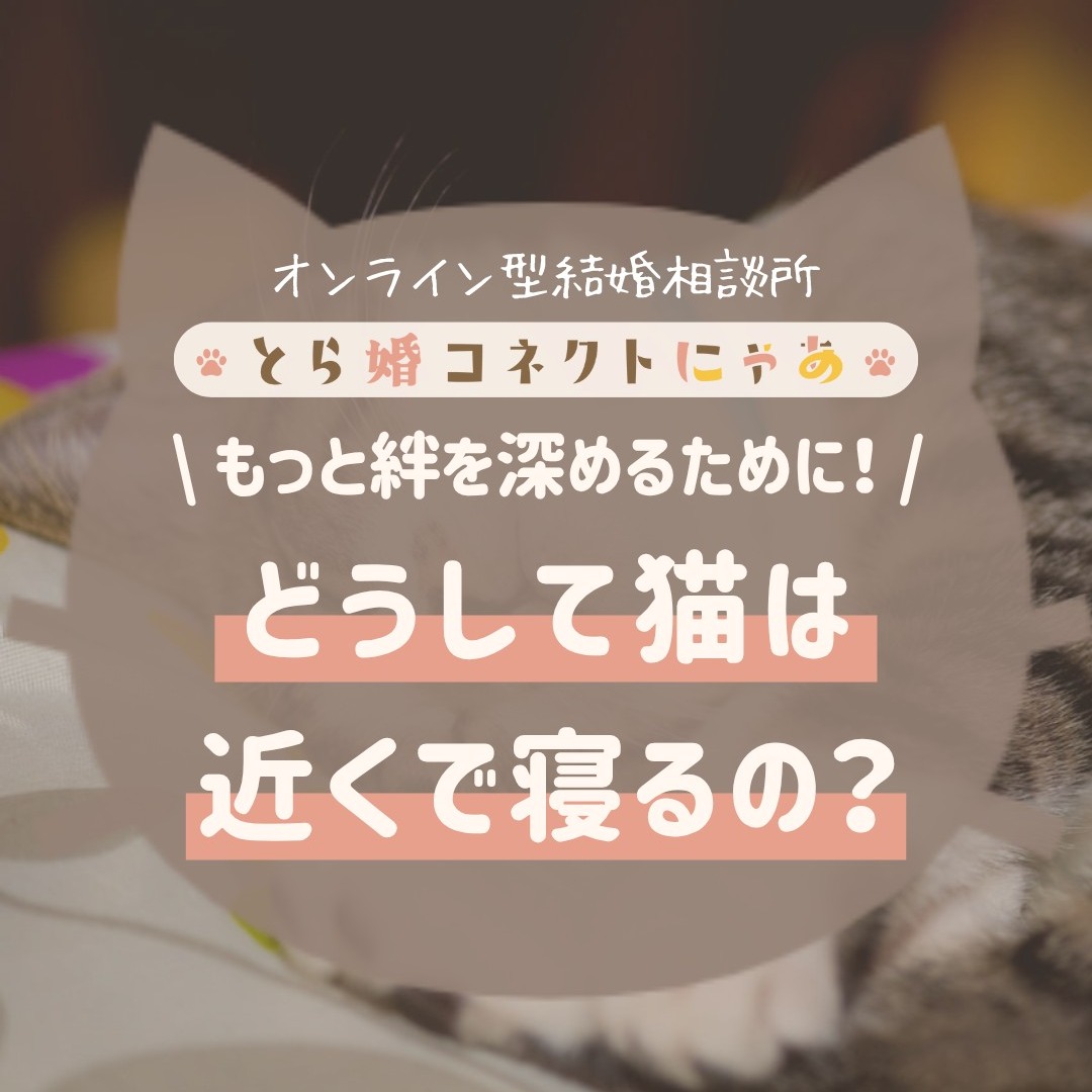 .
猫ちゃんはどうして飼い主の近くで寝るのでしょうか?
実はちゃんとした理由があるんです✨
また2025年11月1日から、初月7,980円でとら婚コネクトにゃあで活動できるキャンペーン開催中!
猫ちゃんがいる方に向けての個別相談会を開催中です💕
詳細は公式HPからチェック!
.
当アカウントでは、
・猫ちゃんの癒し動画
・猫ちゃんの豆知識
・猫を飼う方の婚活情報
などを発信中です✨
.
他の投稿はこちら🐈
▶▷ @toracon_connect_nya1003 ◁◀
とら婚コネクトにゃあは、猫好きさんのための結婚相談所!
毎日個別相談会を実施中です💕
詳しくはプロフィール欄のURLからHPをご覧ください😊
#猫好きさんと繋がりたい #猫のいる生活 #にゃんすたぐらむ