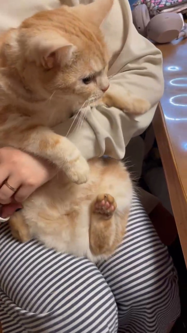 .
猫の爪を切る音って聞いてて癒されませんか?
今回は、ASMRっぽい感じでお届けです!
.
12月14日まで、初月7,980円でとら婚コネクトにゃあで活動できるキャンペーン開催中!
猫ちゃんがいる方に向けての個別相談会を開催中です💕
詳細は公式HPからチェック!
.
当アカウントでは、
・猫ちゃんの癒し動画
・猫ちゃんの豆知識
・猫を飼う方の婚活情報
などを発信中です✨
.
他の投稿はこちら🐈
▶▷ @toracon_connect_nya1003 ◁◀
とら婚コネクトにゃあは、猫好きさんのための結婚相談所!
毎日個別相談会を実施中です💕
詳しくはプロフィール欄のURLからHPをご覧ください😊
#猫好きさんと繋がりたい #猫のいる生活 #ASMR