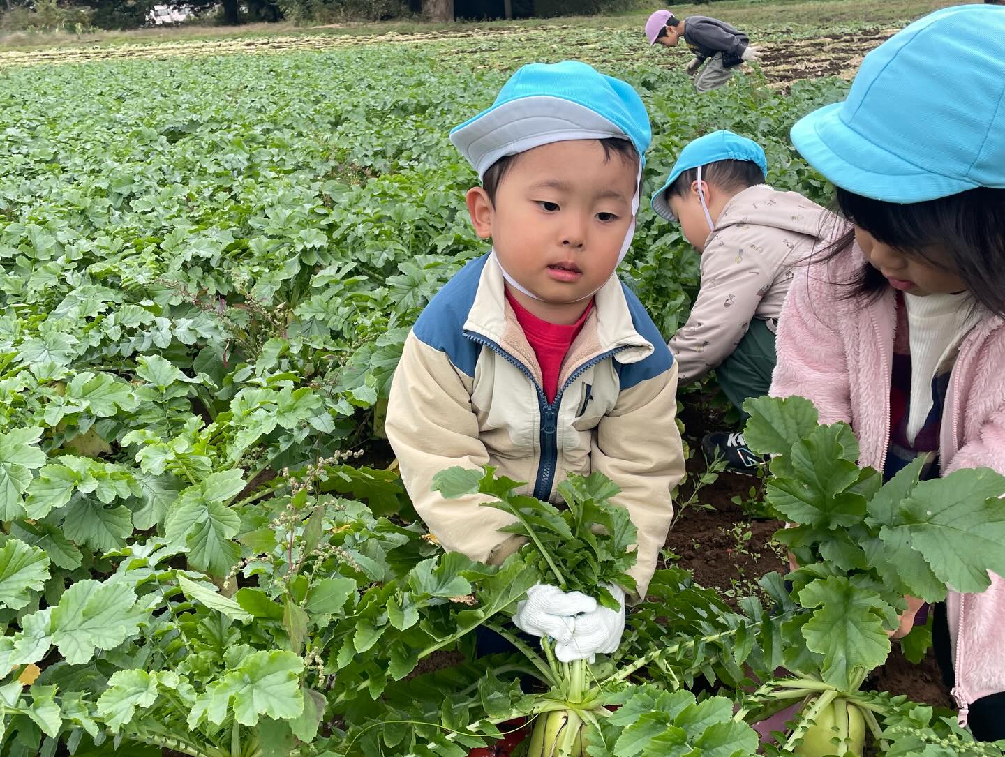 毎年お世話になっている農家さんに
今年も大根の収穫体験をさせて頂きました(^○^)
自分の背丈くらいある大根を
力一杯抜いていました!!!
美味しくいただきました(^^)
#収穫体験#大根掘り#かっぱ大根#保育園#peek-A-boo