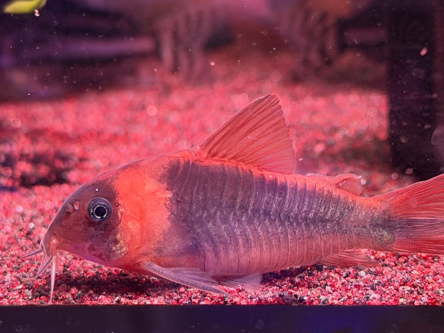 #corydoras #aquarium #corydorassupereques #コリドラススーパーエクエス