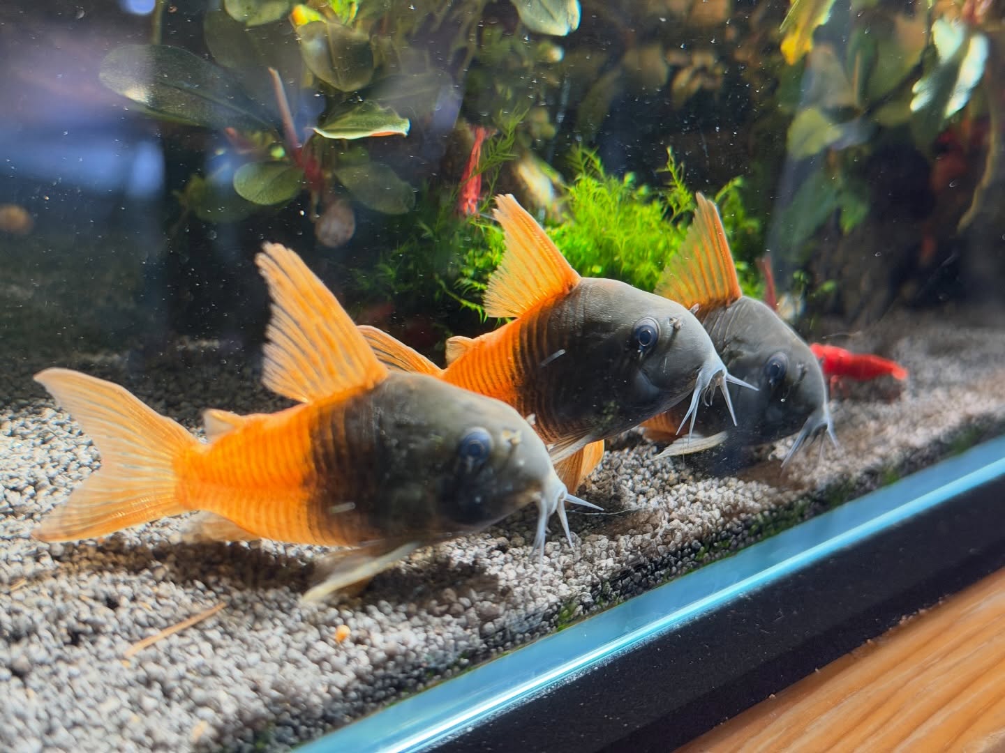 #corydoras #aquarium #CW217 #コリドラス #コリドラスビーコンコロール