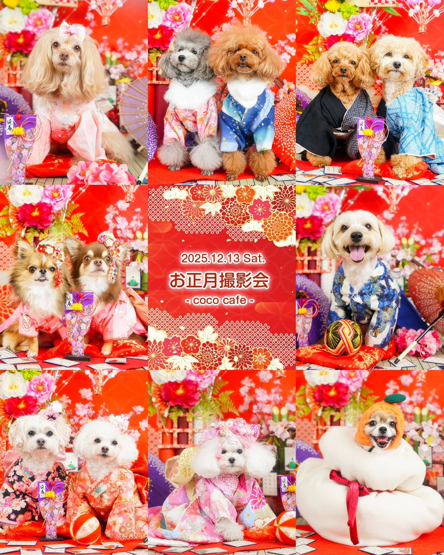 📷✨
2025.12.13 Sat.
お正月撮影会
- coco cafe -
@cococafe_pochipochi
✨あけまして㊗️
🐴おめでとう✨
🎍ございます🎍
皆さま、それぞれの新年を迎えられたことと思います✨
撮影の背景には、笑顔があれば涙もあります。
今年も、その背景のドラマが見えるような写真を撮っていきたいと思っています😉✨
写真は、腕ではなく、心で撮ります😊
皆さま、今年も変わらぬご愛顧のほど、どうぞよろしくお願いいたします🙇♂️
さて…初投稿は年始という事で、お正月の華やかなわんちゃんたちのご紹介からスタートです.•*¨*•.¸㊗️
・
・
#ペット撮影
#SnapShotofPhotography
#とぱ