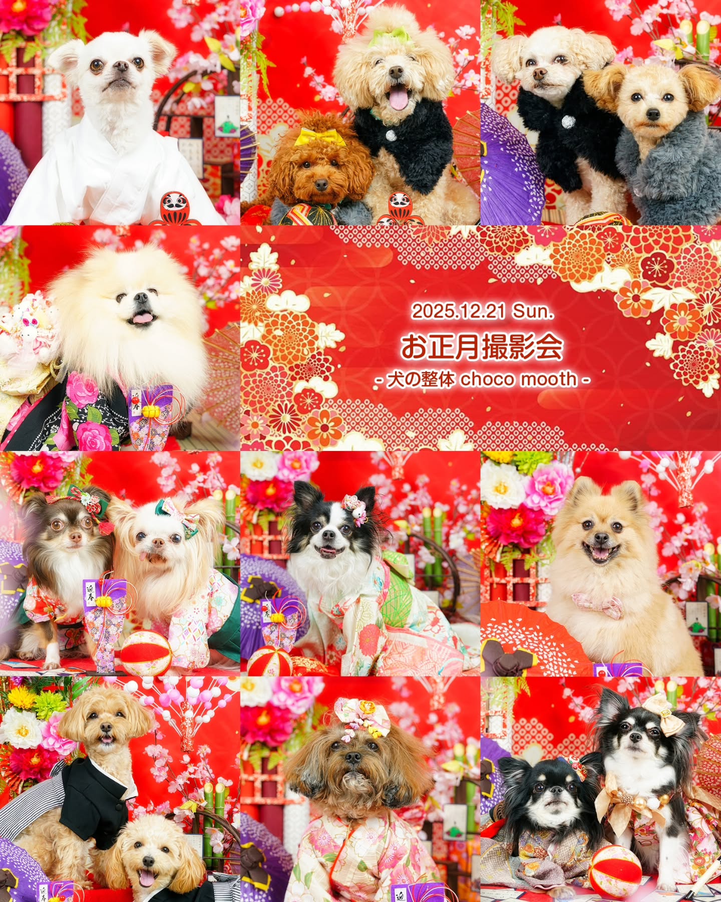 📷✨
2025.12.21 Sun.
お正月撮影会
- 犬の整体 choco mooth -
@choco_mooth
✨あけまして㊗️
🐴おめでとう✨
🎍ございます🎍
皆さま、それぞれの新年を迎えられたことと思います✨
撮影の背景には、笑顔があれば涙もあります。
今年も、その背景のドラマが見えるような写真を撮っていきたいと思っています😉✨
写真は、腕ではなく、心で撮ります😊
皆さま、今年も変わらぬご愛顧のほど、どうぞよろしくお願いいたします🙇♂️
さて…初投稿は年始という事で、お正月の華やかなわんちゃんたちのご紹介からスタートです.•*¨*•.¸㊗️
・
・
#ペット撮影
#SnapShotofPhotography
#とぱ