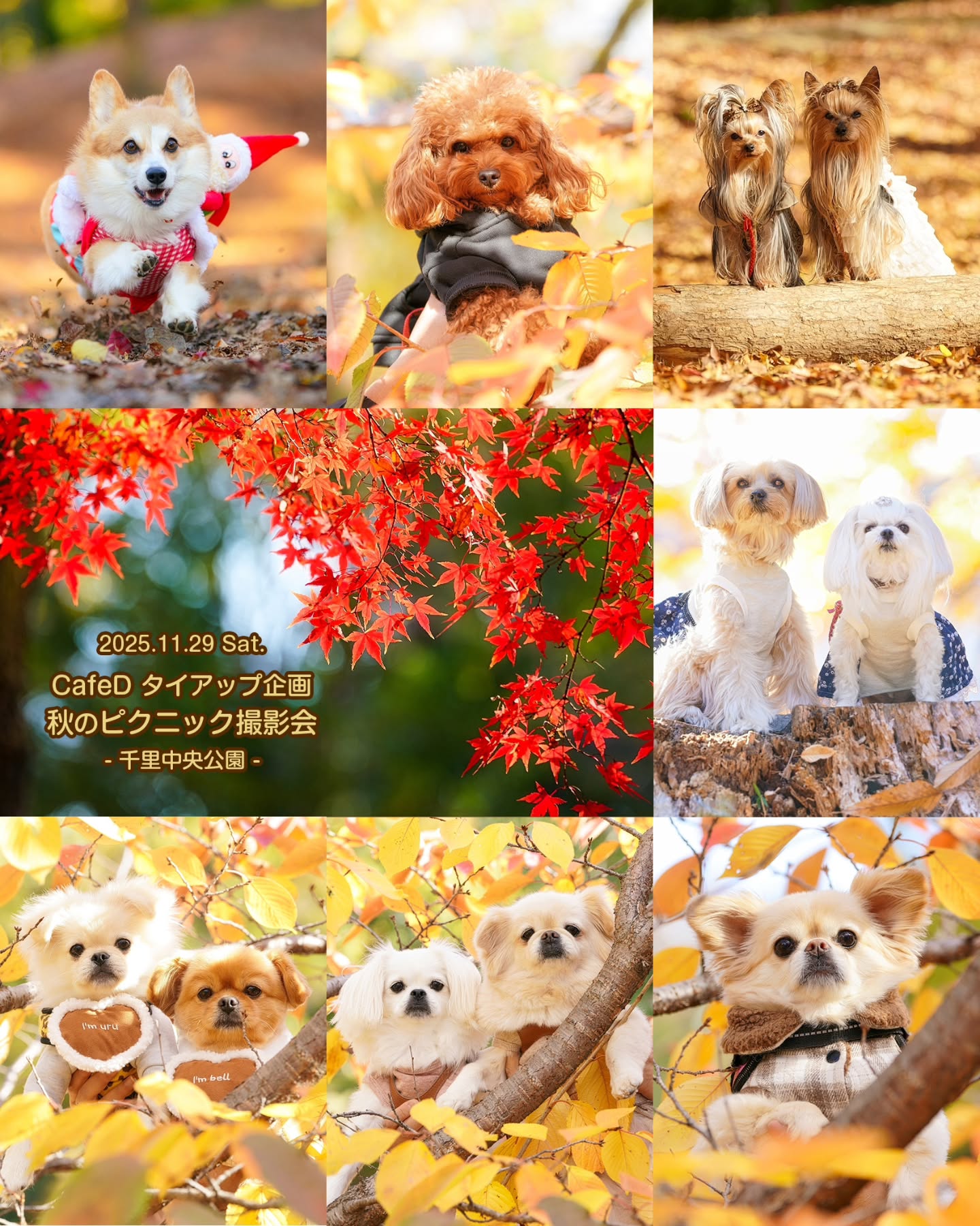 📷✨
2025.11.29 Sat.
CafeD タイアップ企画
- 秋のピクニック撮影会🍂 -
@cafed112
季節イベント撮影会で店舗のスペースをお借りしているCafeDさんとのタイアップ企画✨
今秋も店内を飛び出して、錦秋の公園でピクニック撮影を皆さんと一緒に楽しんできました😊🎶
🐕 ͗ ͗モアナちゃん
@behappymoana
🐕 ͗ ͗チョコちゃん
@parumucocoa
🐕 ͗ ͗ラッキーちゃん/ルンちゃん
@itumokirakira
🐕 ͗ ͗ハッピーちゃん/チョコちゃん
@machami.s.1018
🐕 ͗ ͗ベルちゃん/ウルちゃん
@bell610_to_uru614
🐕 ͗ ͗はなちゃん/さくらちゃん
@kyoko5826
🐕 ͗ ͗こなつちゃん
@konatsu704_pomepeki
皆さま、ご参加ありがとうございました🙇♂️
・
・
#ペット撮影
#とぱ
#わんこ