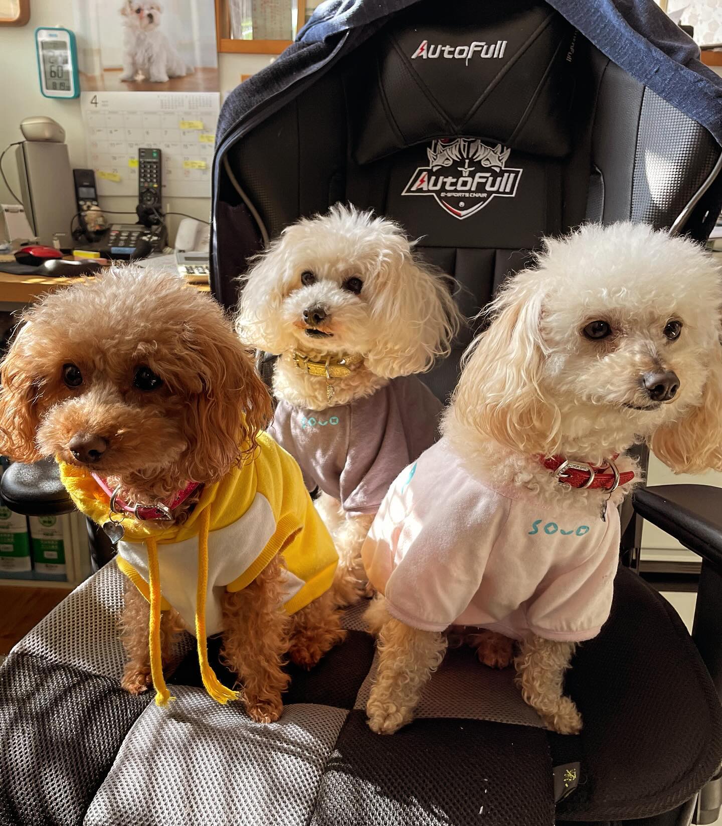 事務所の私の椅子に、3ワン🐶が^_^