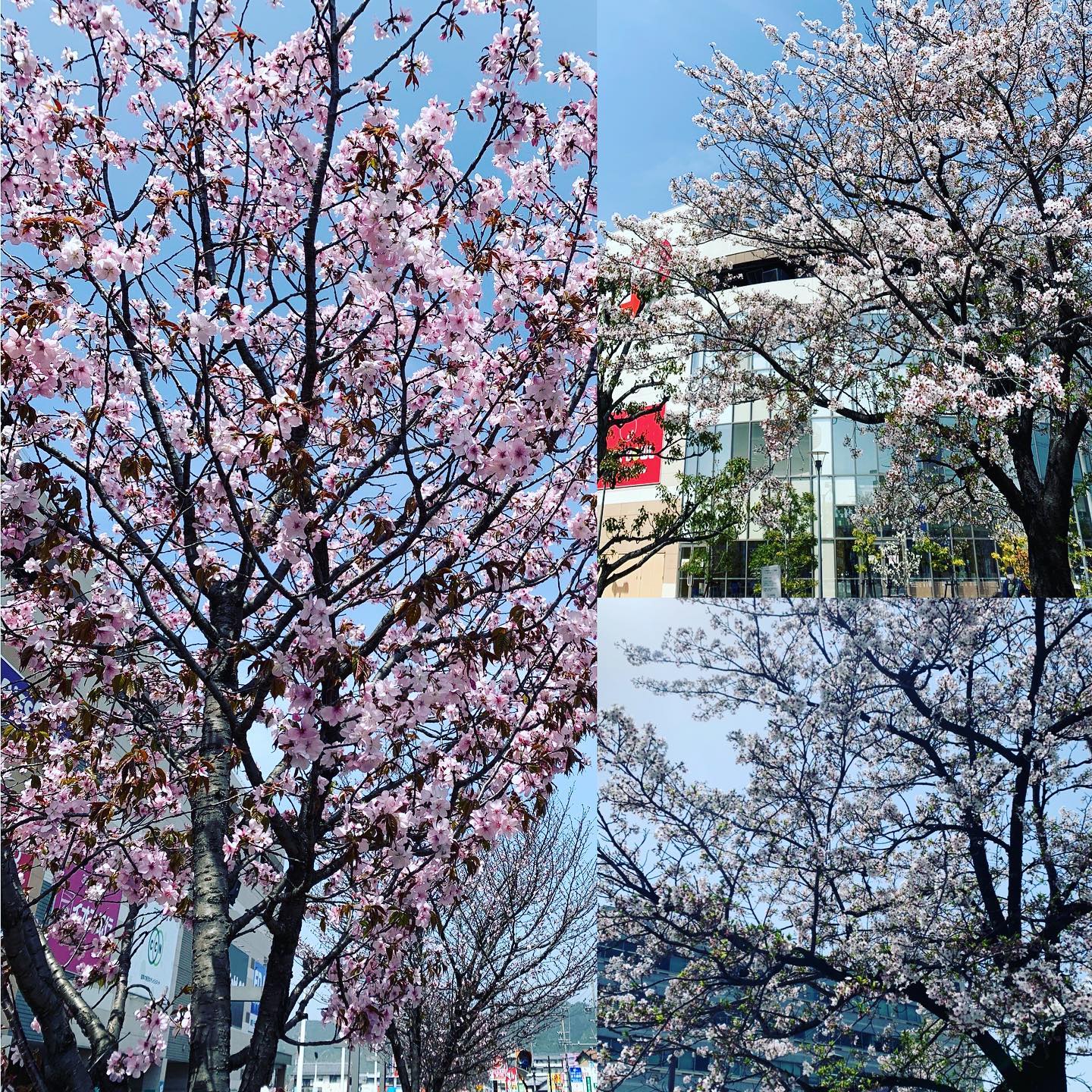 会社前に咲いている#桜 今週前半が見頃でした。#花言葉 #精神の美 #spiritualbeauty #gifu #gifuphoto