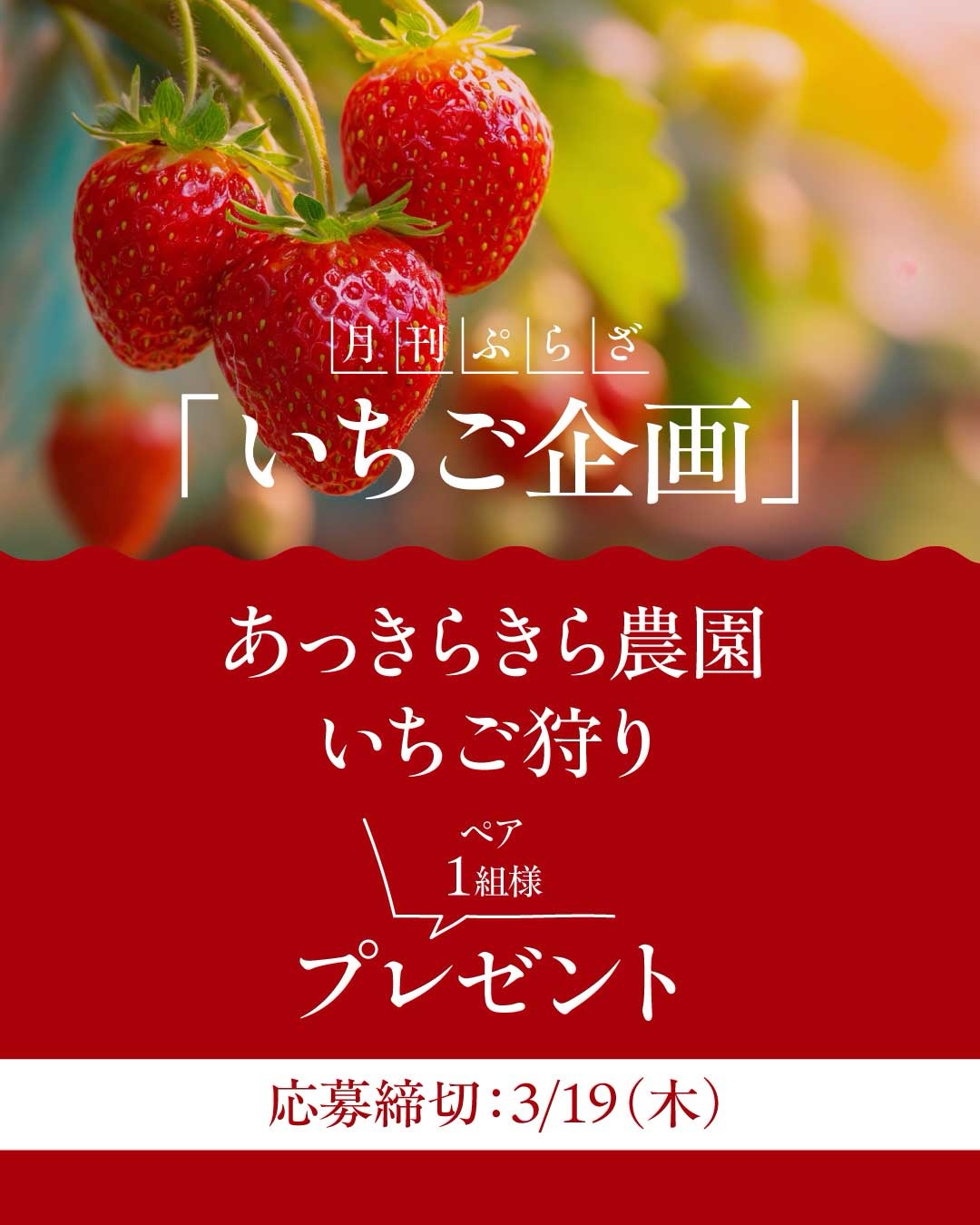 ▸他の投稿はここから.。○
月刊ぷらざ✖️ぷらざスイーツ部 連動
読者プレゼント企画第6弾🎁✨
\ 🍓いちご企画🍓 /
あっきらきら農園さんの
いちご狩りをペア1組様にプレゼント❣️
⚠️応募締切:3月19日(木)まで⚠️
応募方法はとっても簡単👀✨
①月刊ぷらざスイーツ部をフォロー
②この投稿にあいことば「いちご」とコメント🍓
当選者には後日DMにてご連絡いたします🫶
春のおでかけにぴったりないちご狩り🍓💕
ぜひご応募ください✨
これからもスイーツ情報や
ワクワクする企画をお届けしていきますので
フォローもよろしくお願いします❣️
#いちご狩り
#ブレゼント
#スイーツ
#大分
#懸賞