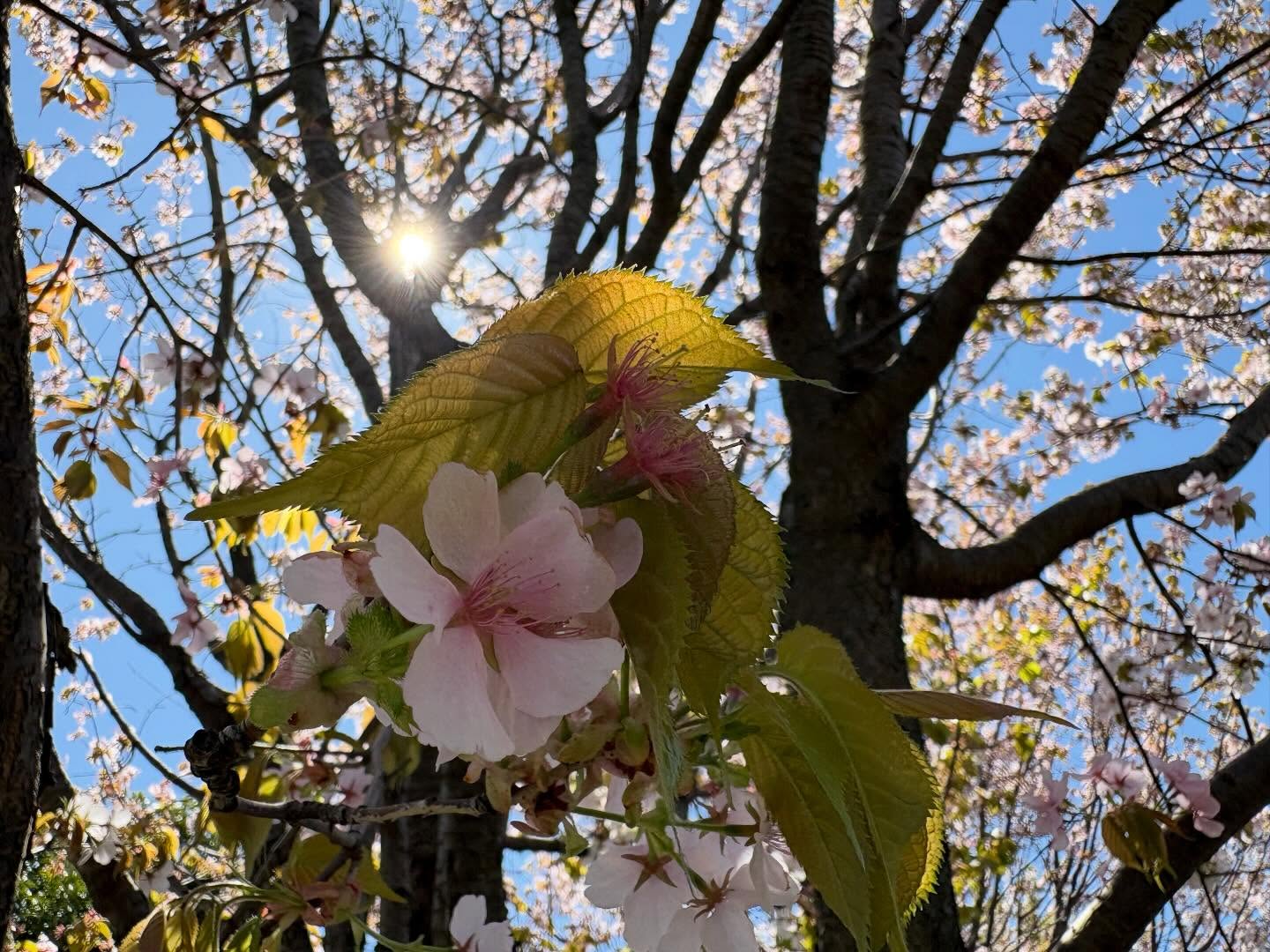 【ご入学おめでとうございます】
2026年度、新しい仲間を迎えました。
在校生、教職員一同、この日を待ち望んでいました。
ようこそ、精華小学校へ!!
思いっきり遊び、学び、楽しい6年間を過ごせますように🤲