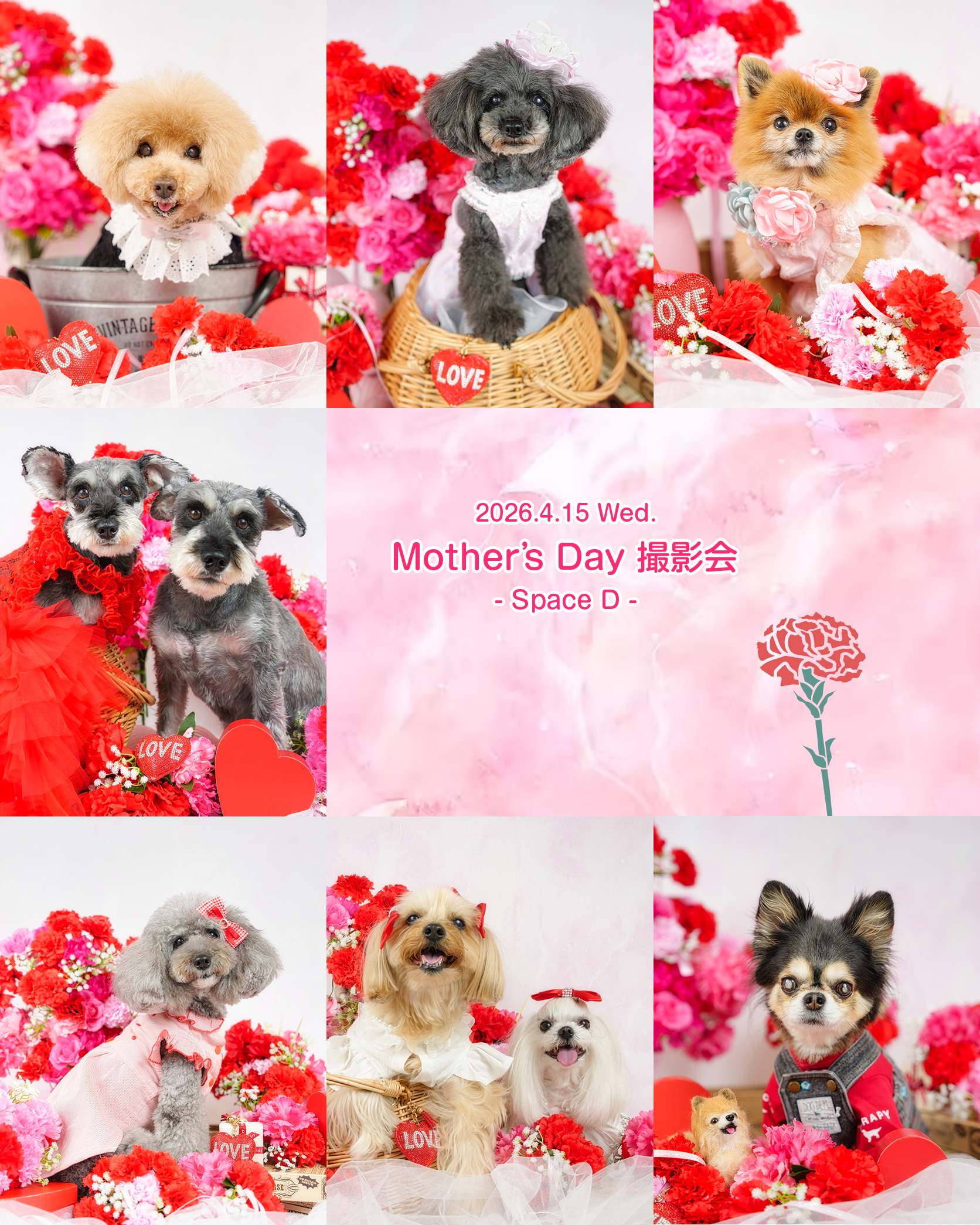 📷✨
2026.4.15 Wed.
Mother's Day 撮影会
- Space D -
@cafed112
いつもいっしょにいてくれて、
たくさん名前を呼んでくれて
ありがとう💕
わんちゃんから「ありがとう」を伝える母の日撮影会💐
でも──
「ありがとう」を伝えたいのは、きっとママの方😊✨
・
・
#ペット撮影
#SnapShotofPhotography
#とぱ