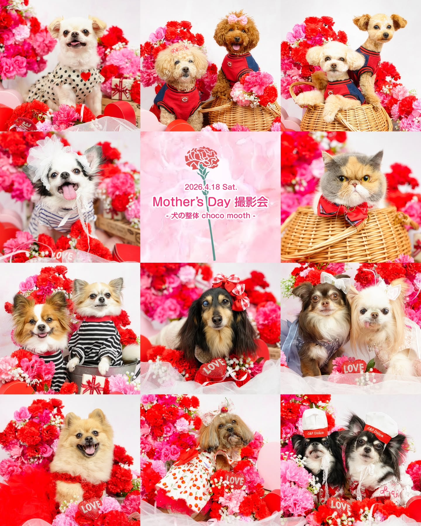 📷✨
2026.4.18 Sat.
Mother's Day 撮影会
- 犬の整体 choco mooth -
@choco_mooth
いつもいっしょにいてくれて、
たくさん名前を呼んでくれて
ありがとう💕
わんちゃんから「ありがとう」を伝える母の日撮影会💐
でも──
「ありがとう」を伝えたいのは、きっとママの方😊✨
・
・
#ペット撮影
#SnapShotofPhotography
#とぱ