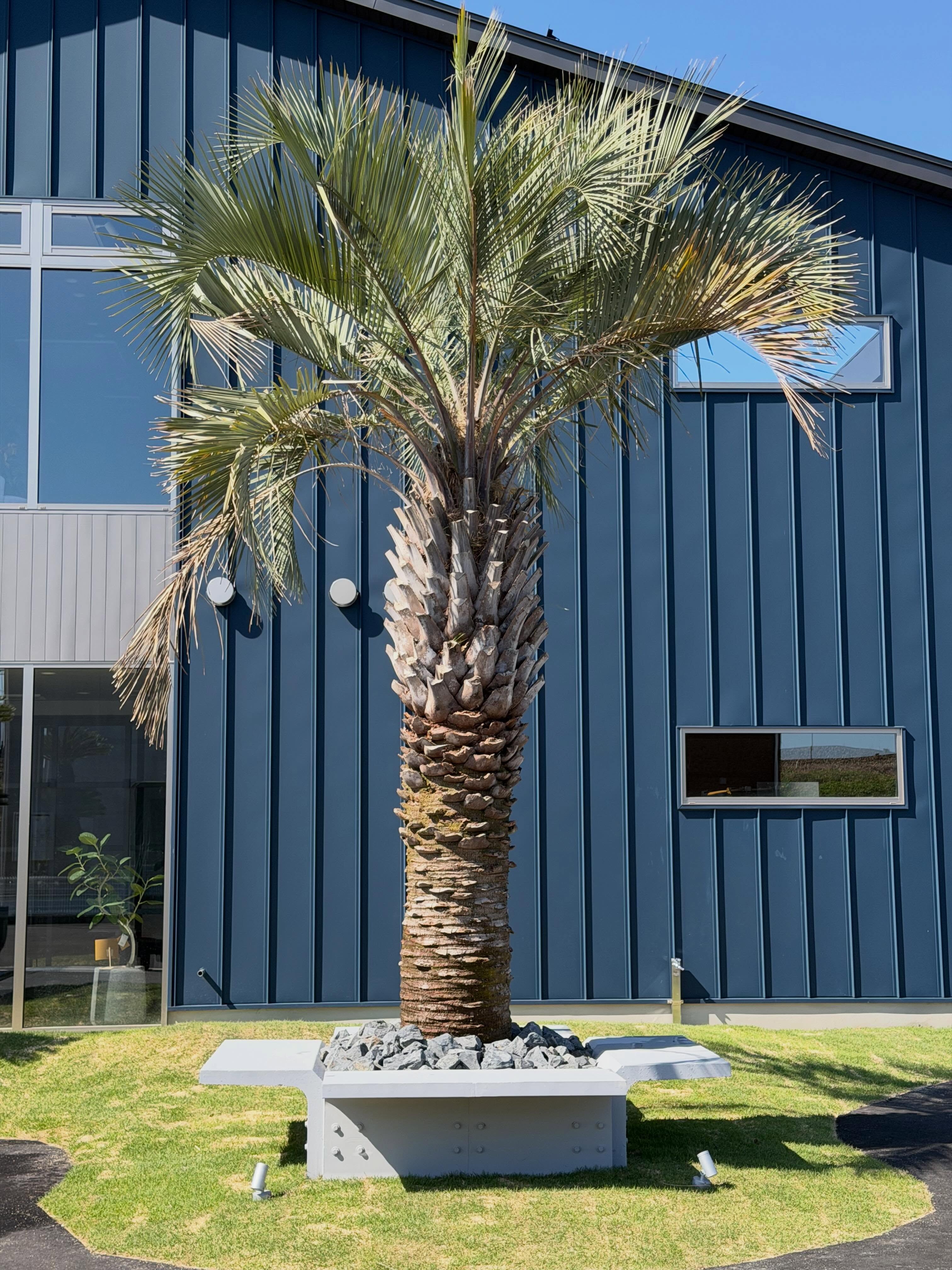 @eruplus_takaoka 様 新社屋設計・施工 @homestyle_design_ssjm 植栽エリア プランニングさせて頂きました。ありがとうございました。#anddeco#haveagoodday#株式会社緑尊#富山市#観葉植物屋内植物造園工事植物レンタルグリーンディスプレイフラワーディスプレイ
