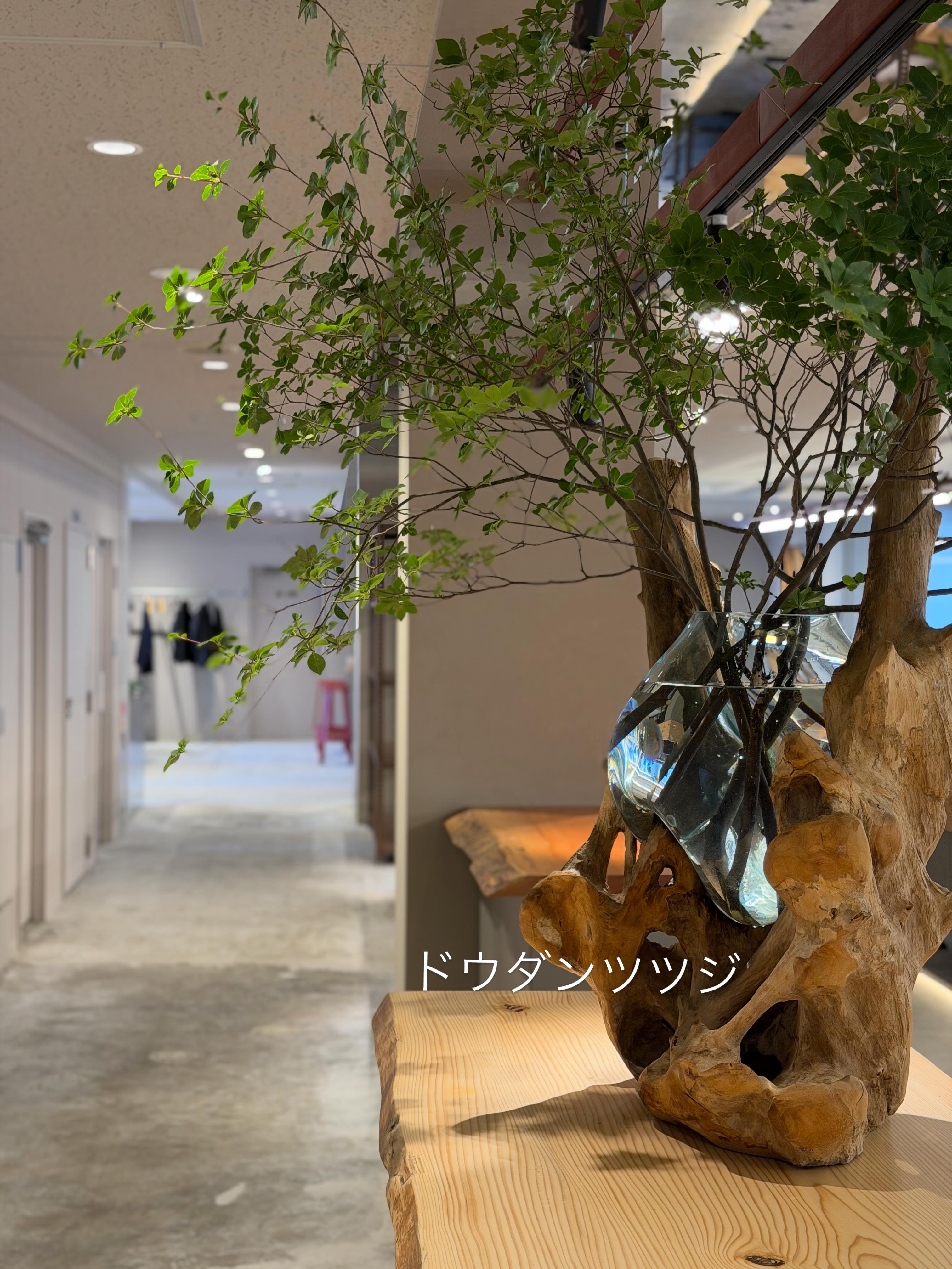 @a.t.works 様 のOffice Greenをプランニングさせて頂きました。涼しげでgoodかと。ありがとうございました。#株式会社緑尊#anddeco#観葉植物屋外植物造園工事#グリーンディスプレイフラワーディスプレイ
