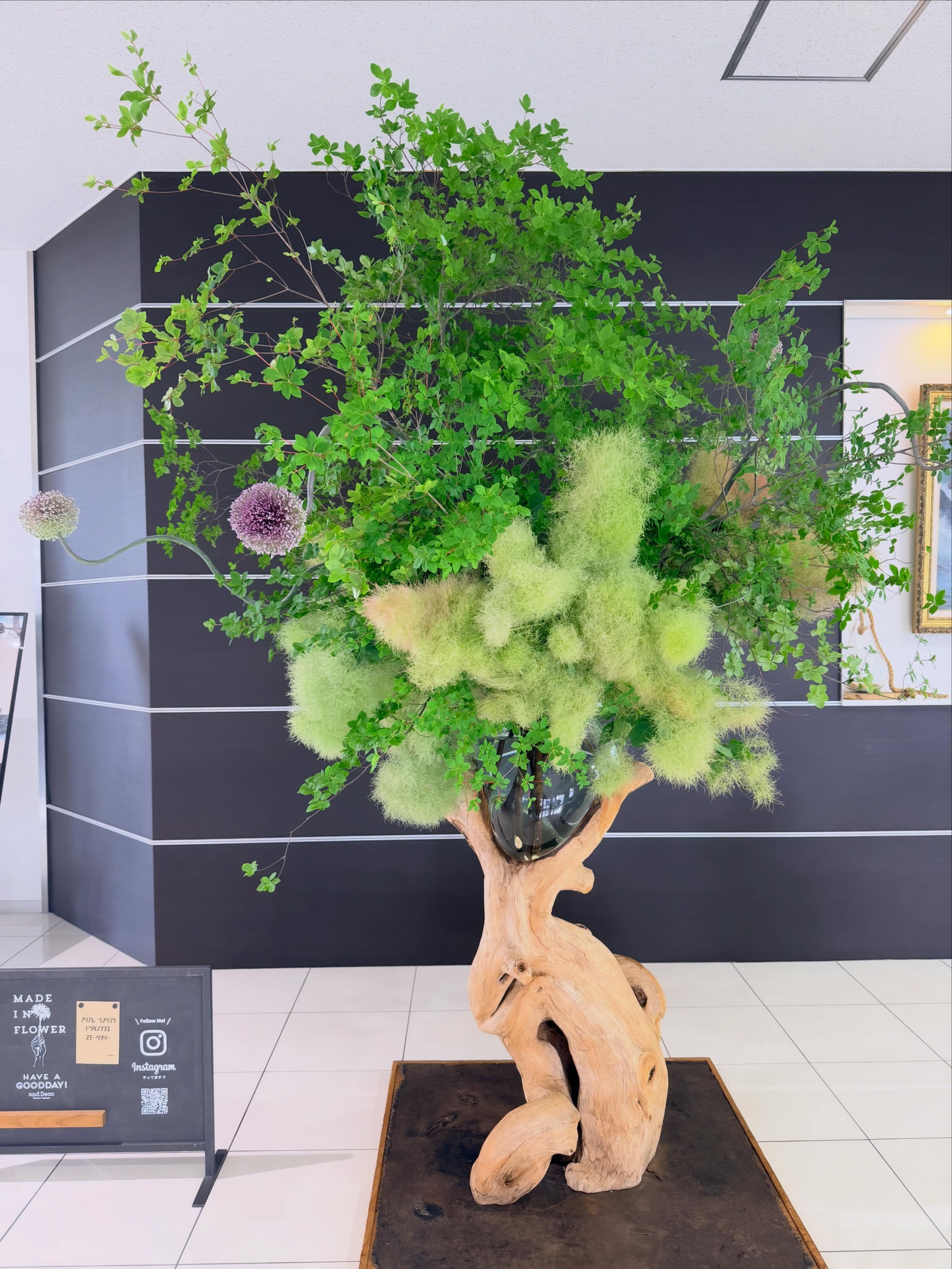 今週のWelcome Green🌿⭐︎ドウダンツツジ⭐︎スモークツリー⭐︎アリアム ウンリュウ@toyota_soty #anddeco#haveagoodday#株式会社緑尊#富山市#観葉植物屋内植物造園工事