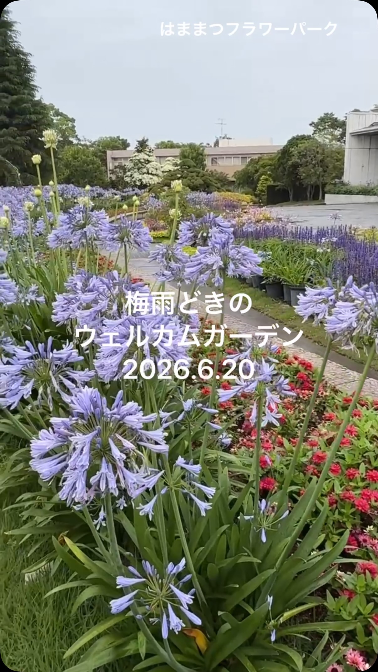 昨日6/20のウェルカムガーデン🪴梅雨に似合う花たち🌸に引き寄せられたか、モンシロチョウ...