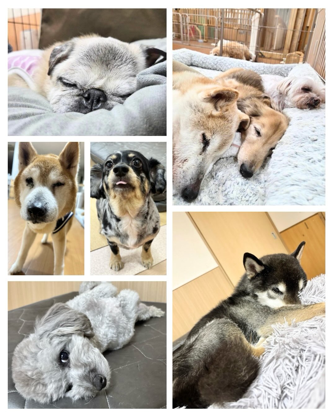🌱2026.6.26
おはようございます!
今日も雨が続きそうですね☔️
これだけ雨が降っていると、
水溜りもできてそうですね💦
外出される方や車を運転する方はお気をつけくださいませ😌
昨晩のワンちゃんたちは気持ちの良さそうに
ぐっすり眠っておりましたよ☺️
それでは本日もシェリーは9時Openです!
よろしくお願いいたします💪
#老犬との暮らし#犬#犬のいる暮らし#犬すぎな人と繋がりたい
