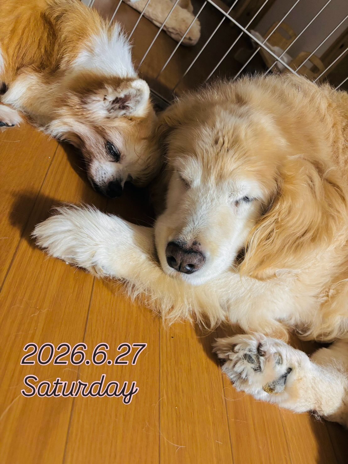 🍒2026.6.27🌽
おはようございます!
昨夜のワンちゃんたちは、お友達とくっついて仲良く寝ているすがたがみられました💕
今朝は雨が止みましたね❣️
降りすぎも良くはないですが、植物がいきいきしているように感じます🌳
家の庭で最近とれたきゅうりは、大きくなりすぎておりました🥒😂
今年の夏もトマトやかぼちゃ、とうもろこしなど、梅雨でしっかりお水を飲んだ植物さんたちに期待です✨✨
それでは本日もシェリーは9時Openです!
よろしくお願いいたします🌱
#老犬との暮らし#犬#犬のいる暮らし#犬すぎな人と繋がりたい