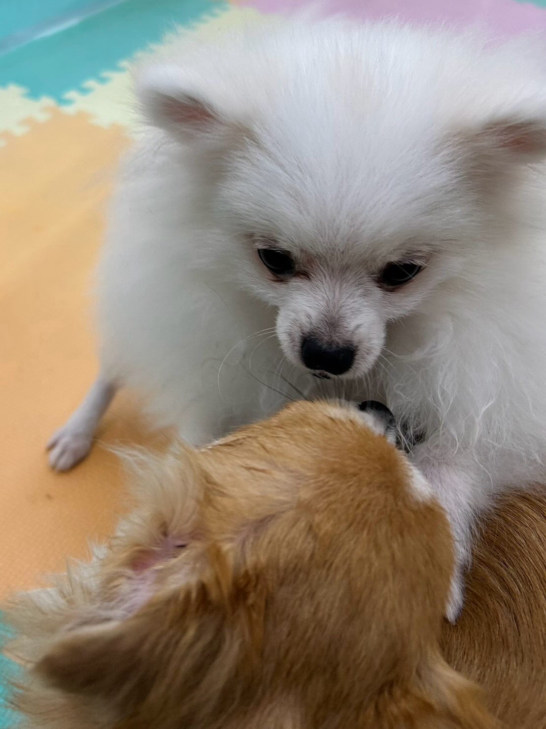 ププちゃん&ポポちゃん🐶
今日はププちゃんはお店の小さい子達に匂いを嗅がれて囲まれたり、ロンちゃんと顔を舐め合ったりしていました😆
ポポちゃんはマロンちゃんやお店の小さい子達と追いかけっこやプロレスごっこをして楽しそうでした😊
🐾🐶愛犬のお悩みご相談ください🐶🐾
@kenkohmura_official
↑フォロー待ってます↑
〒955-0091 新潟県三条市上須頃大割428−1
☎︎ 0256-35-3999
✉️ info@kenkohmura.jp
HP: http://kenkohmura.jp
LINE: https://lin.ee/7LIz5sb
#犬幸村#犬の幼稚園 #吠える、噛む #犬のしつけ #トイレ
トイプードル トイプー ポメラニアン ポメ